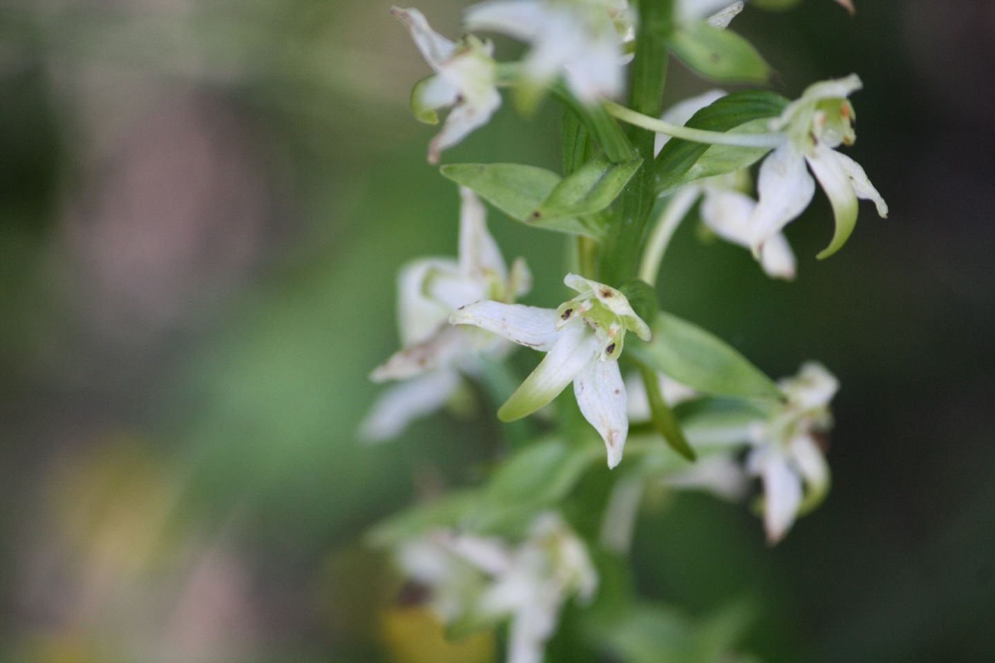 Platanthera chlorantha